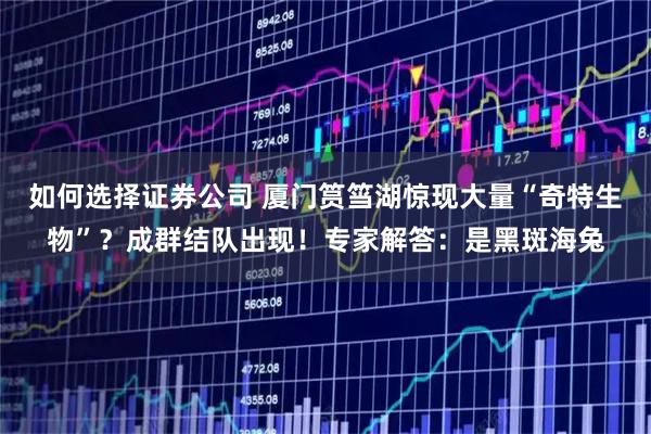 如何选择证券公司 厦门筼筜湖惊现大量“奇特生物”？成群结队出现！专家解答：是黑斑海兔